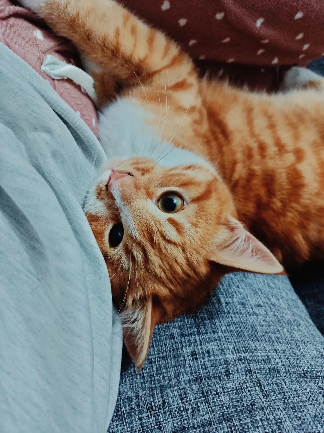 kartel yeni yuvasını arıyor