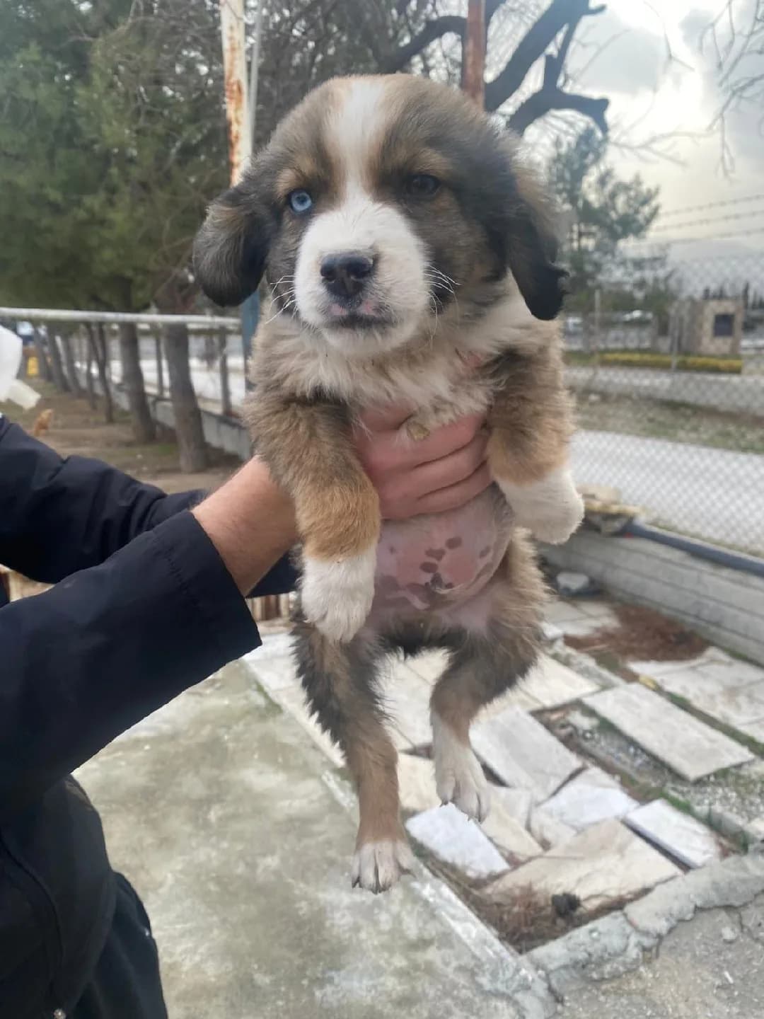 Sahiplenilmezlerse Sokağa Salınacaklar