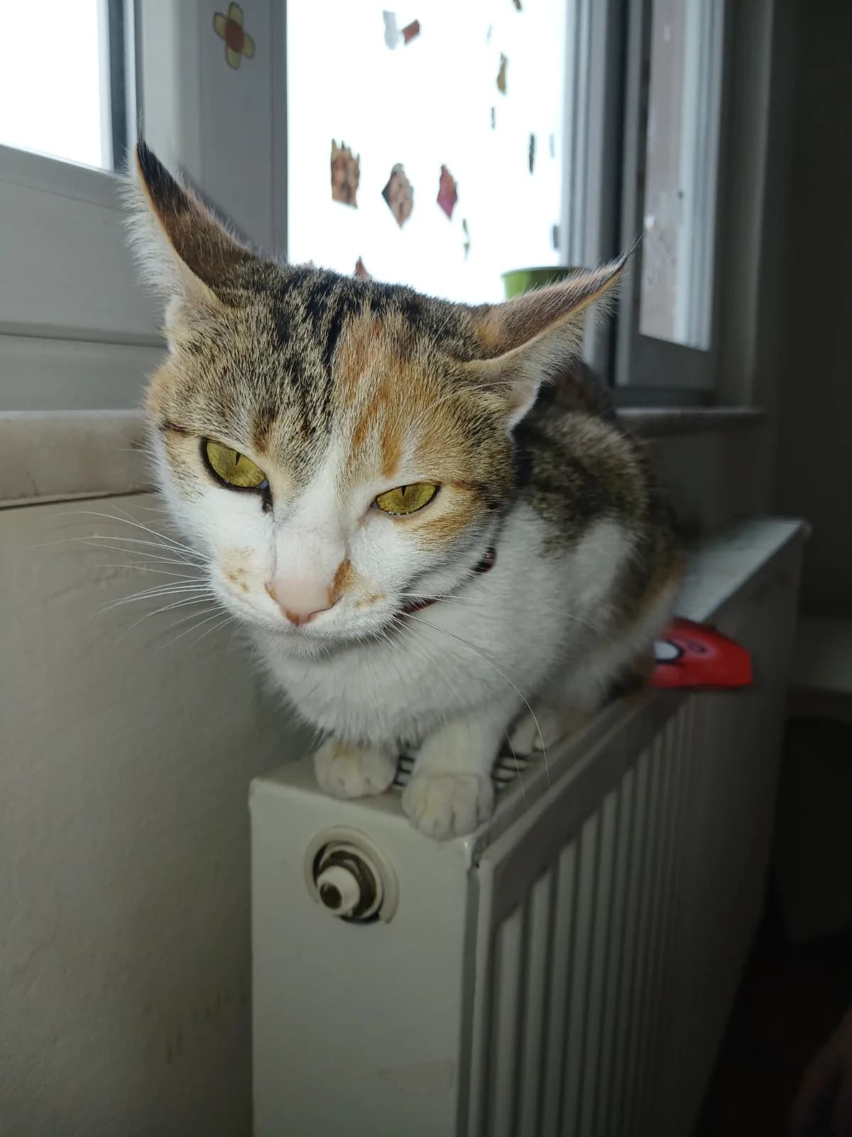 1 yaşında ismi elayı ücretsiz sahiplendirmek istiyorum