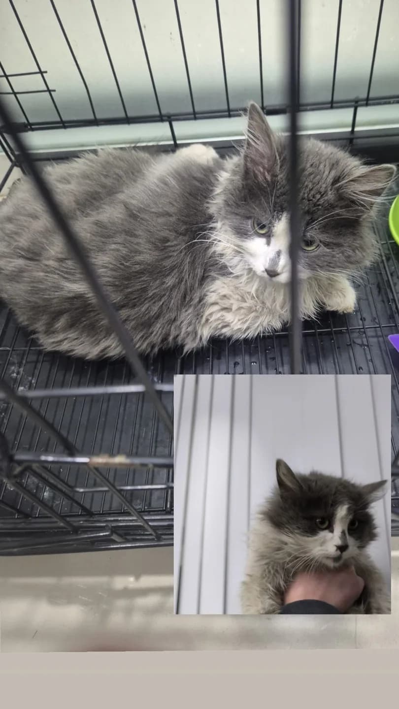 Gri/Beyaz Uzun Kürklü Oyuncu Ömürlük Yuva Arıyoruz