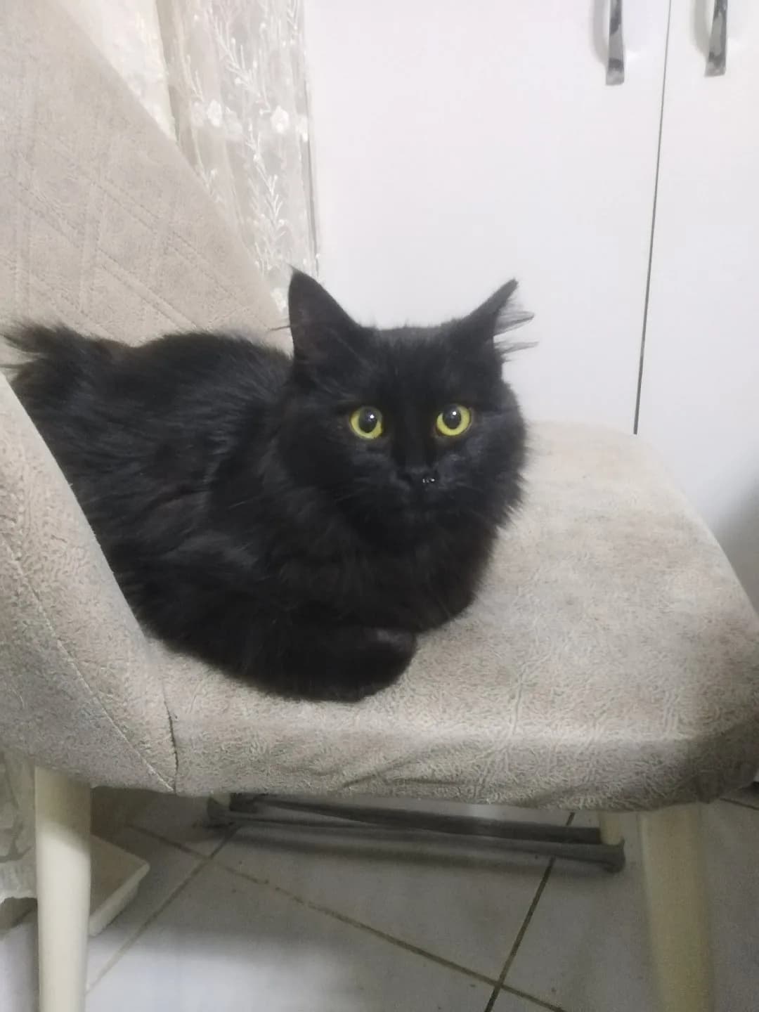 5-6 aylık yavru kuyruk ampute edilmiş evkedisi ömürlük yuva aranıyor.