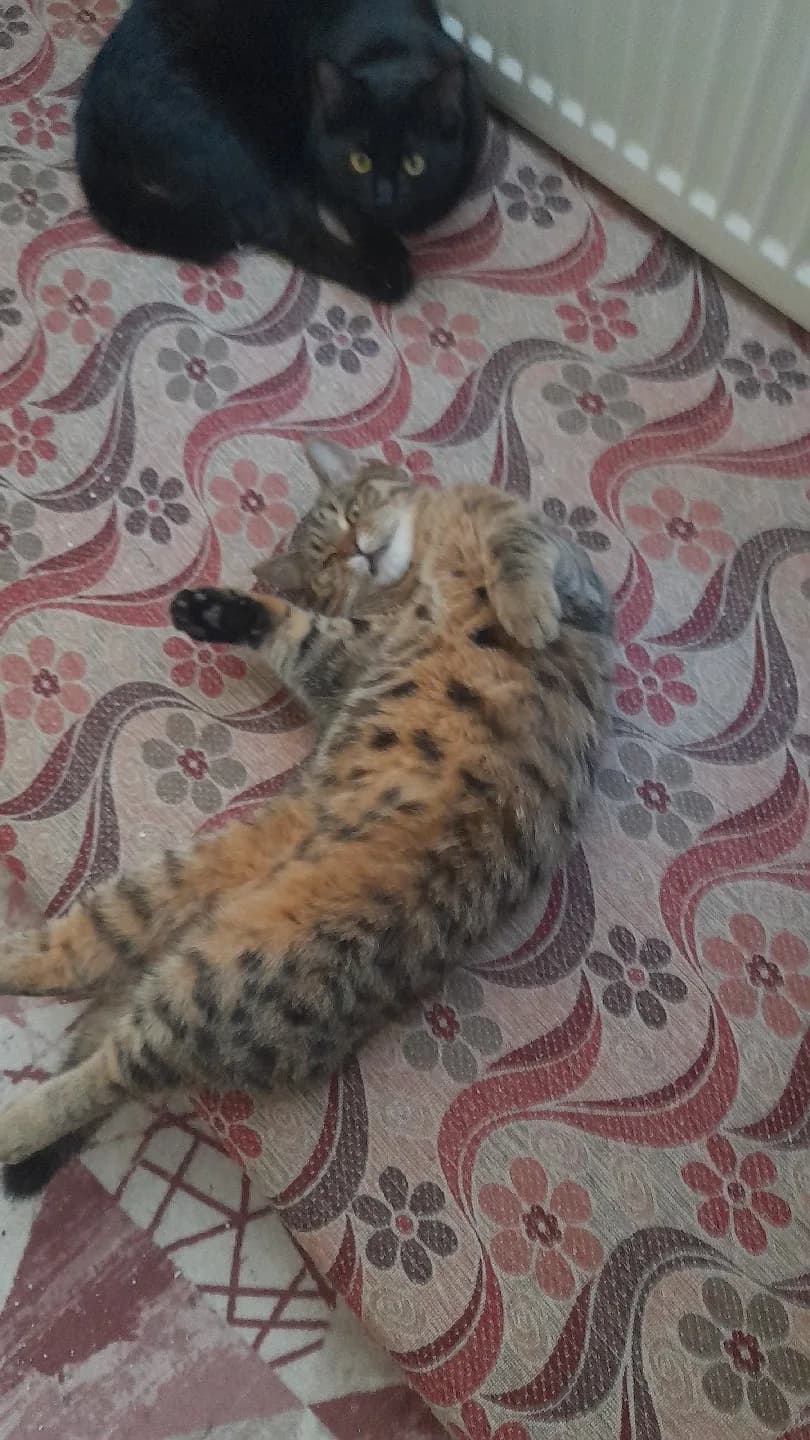 karamele kalıcı yuva