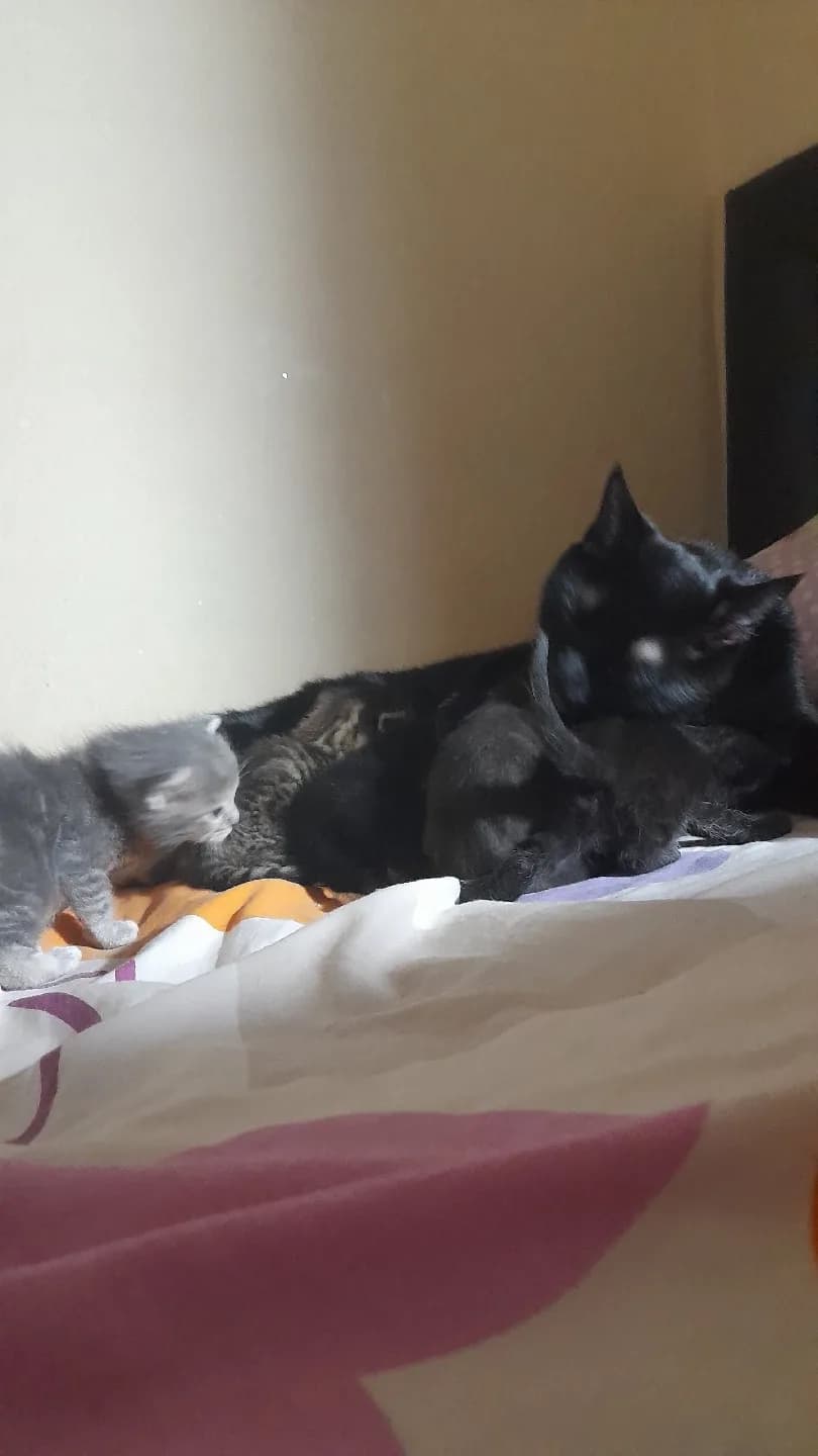 minik yavrulara yeni yuvalar aranıyor