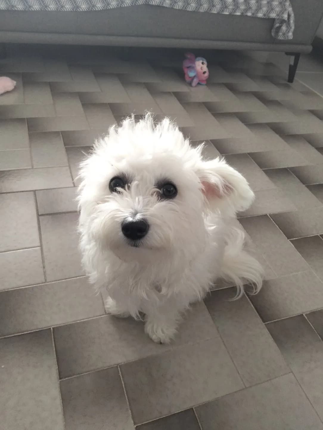 maltes terrıer dişi. köpek