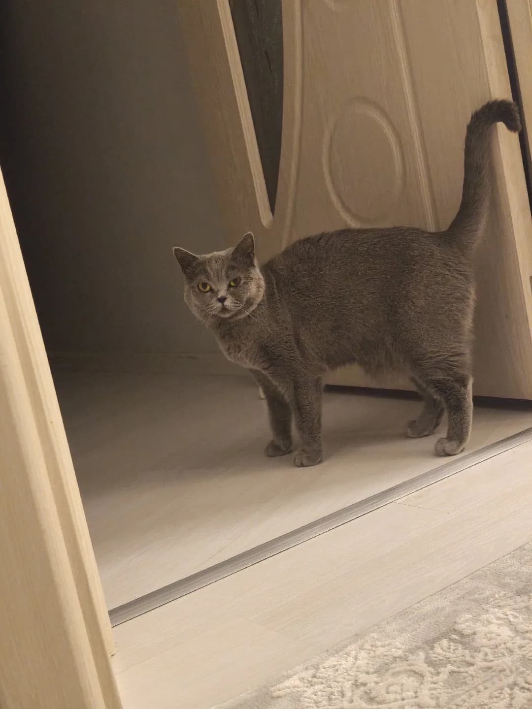 Ücretsiz sahiplendirme British shorthair