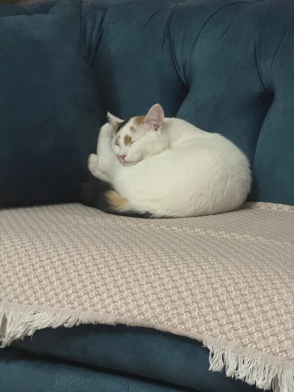 CALICO CİNSİ SAKLAMBAÇ OYUNUNU BİLEN ŞEKER ))