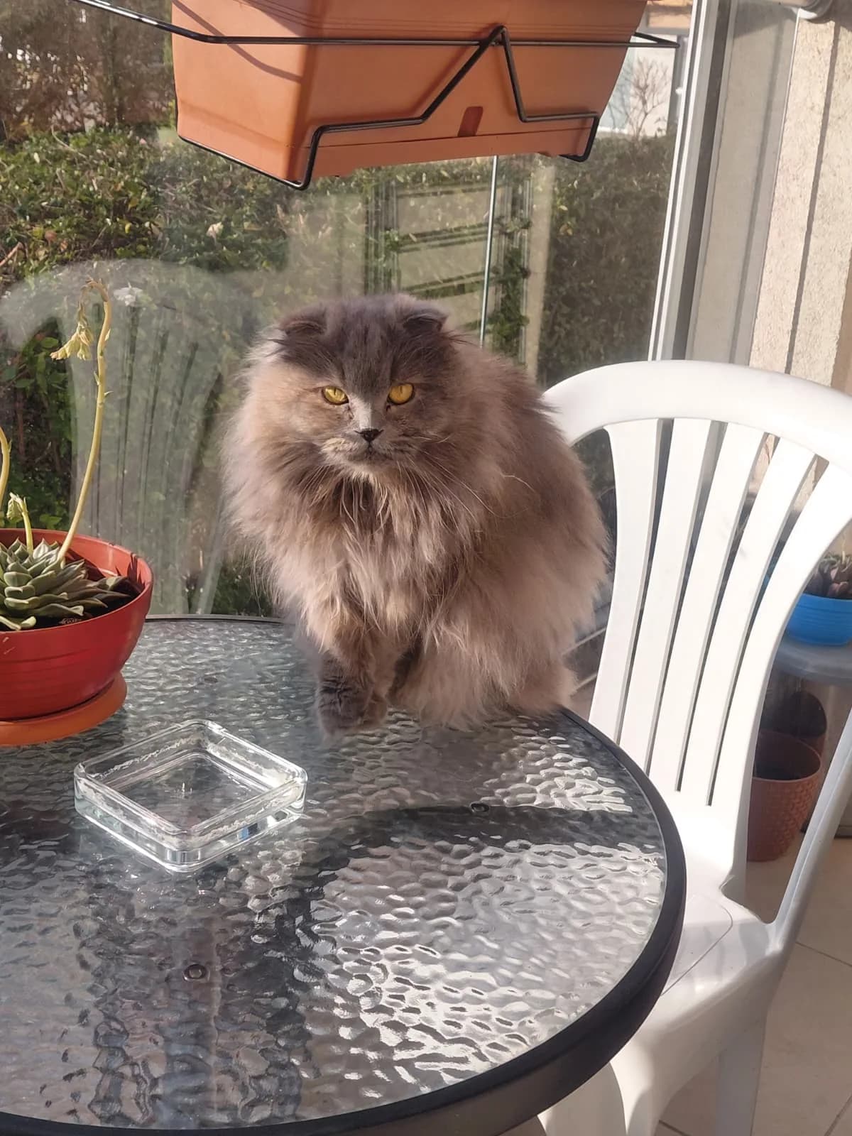 Diș Kediy İskoç Fold