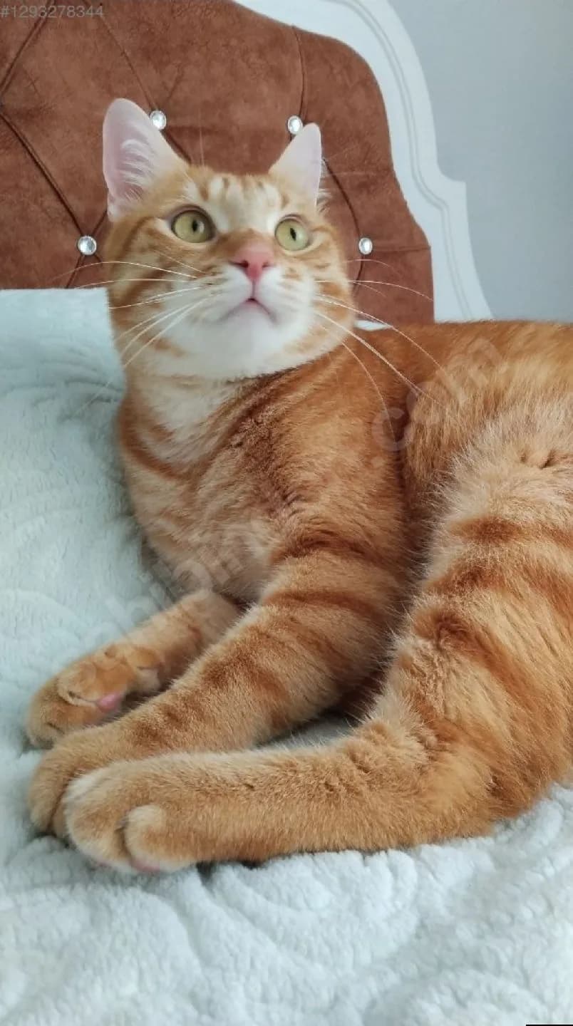 evladı gibi sahiplenecek yuvasını arıyorum