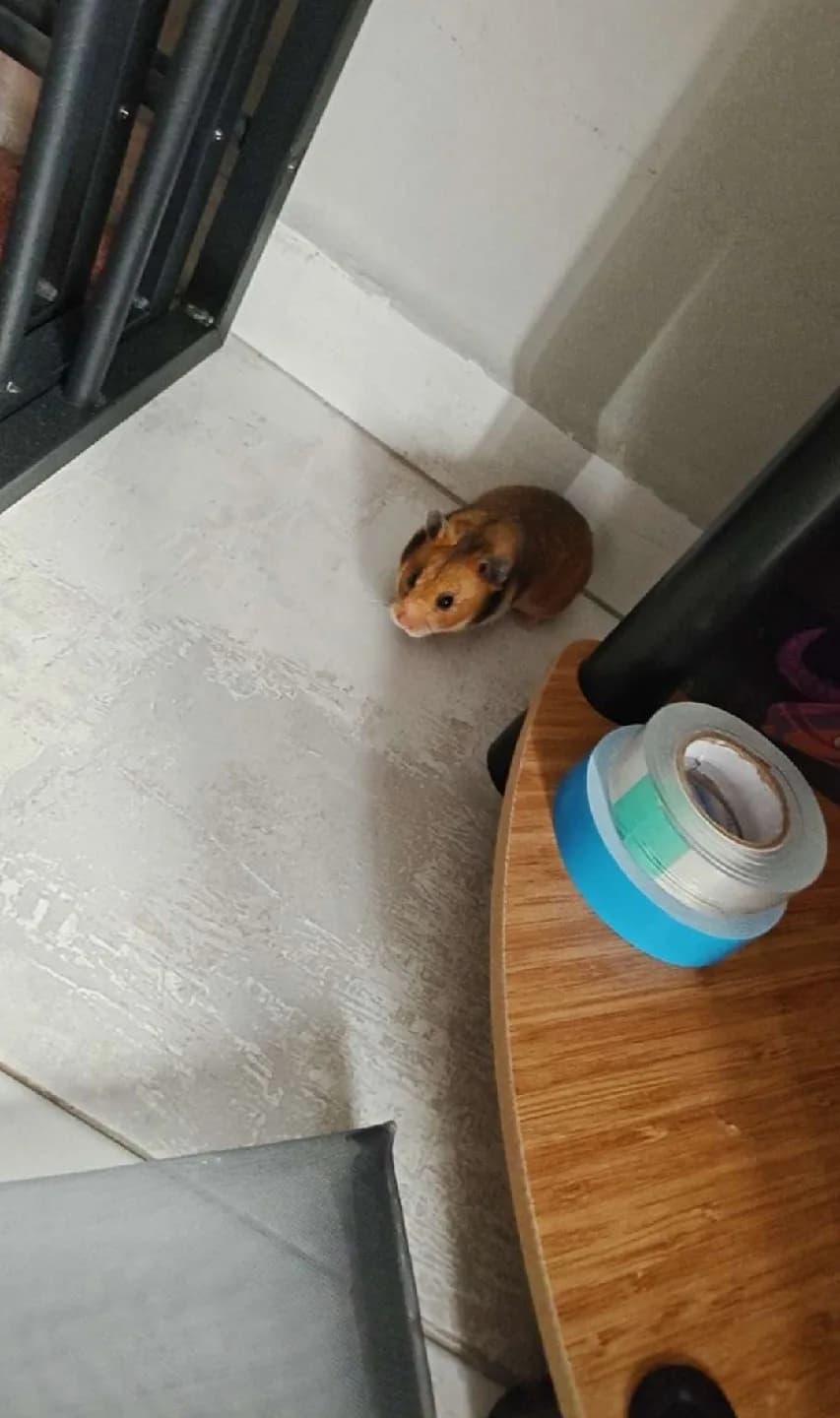 hamsterimi sahiplendiriyorum