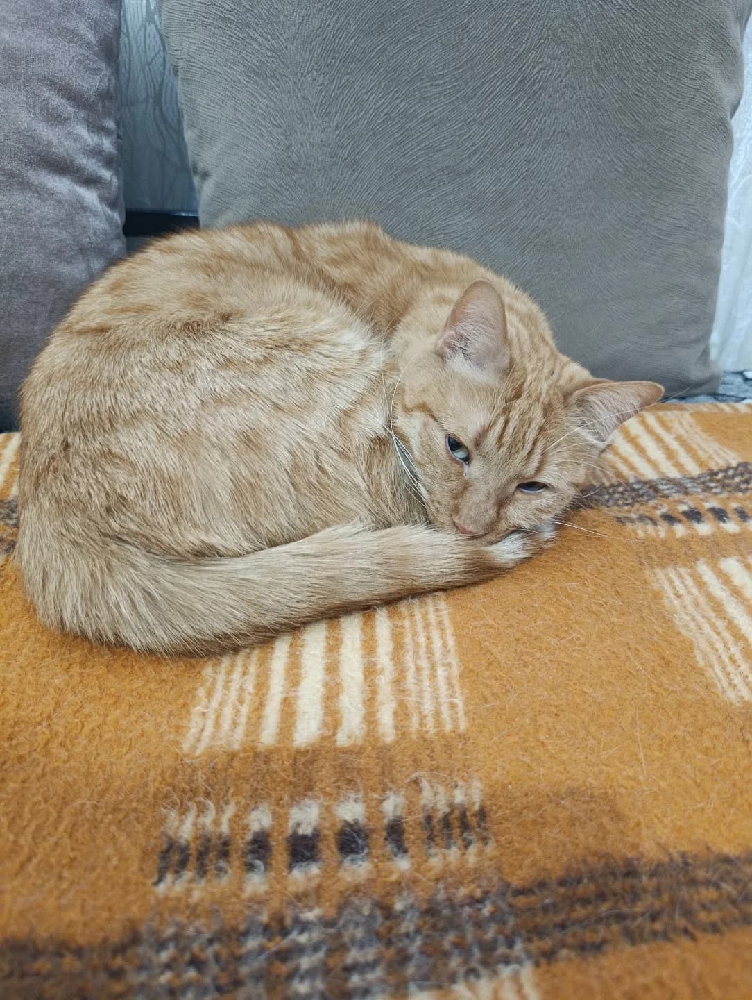 Engelli Erkek Kedimize Acil Yuva Arıyoruz !!!