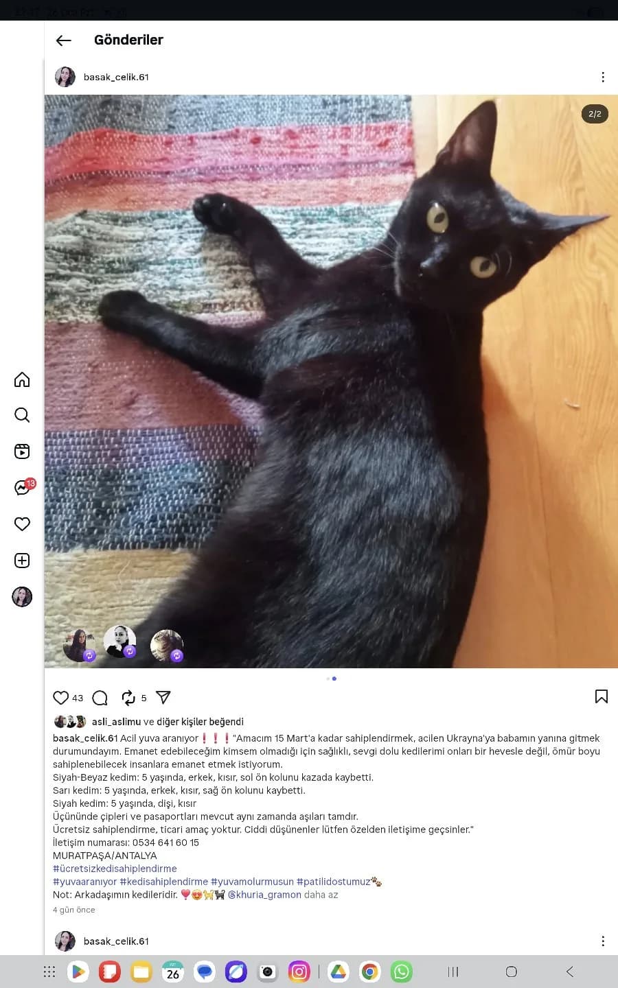 Dişi Kedimize Yuva Arıyoruz !!!