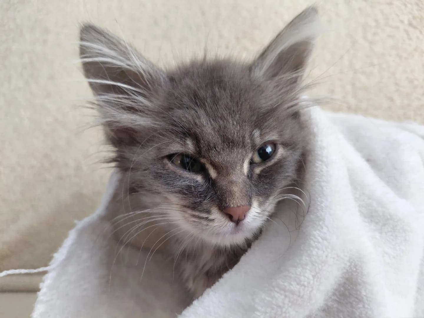 Sokağa atılmış Maine Coon cinsi yavru kedi.