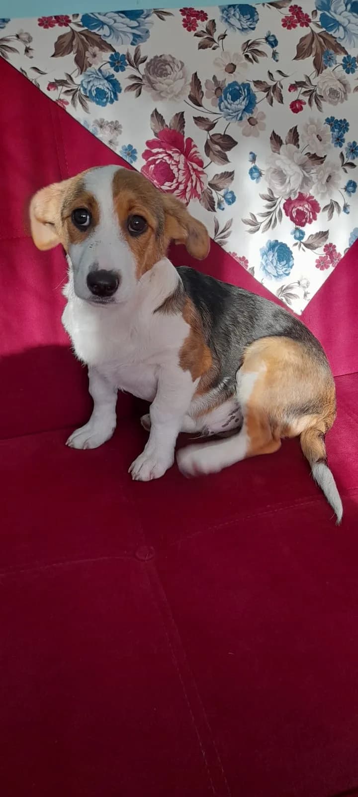 Gofret'e güzel bir yuva arıyoruz