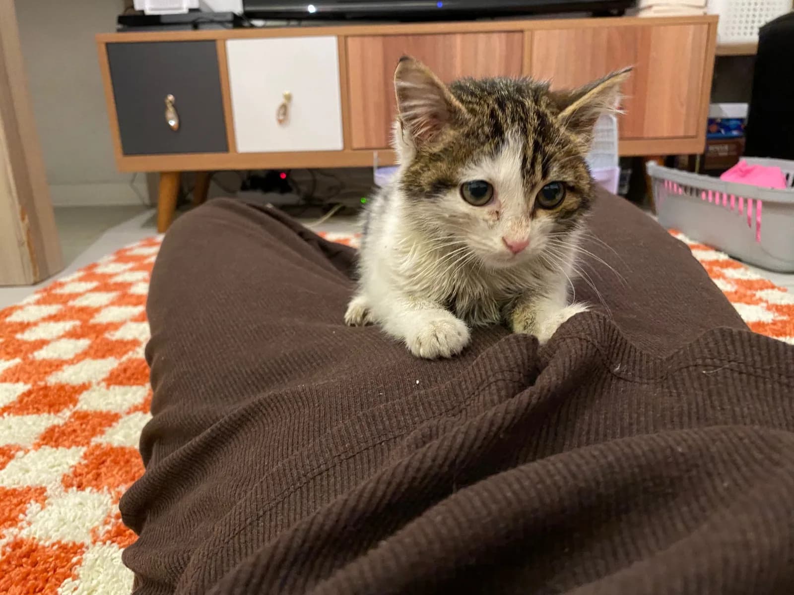 Yavru kedi sokaktan kurtarıldı kalıcı yuvasını arıyoruz