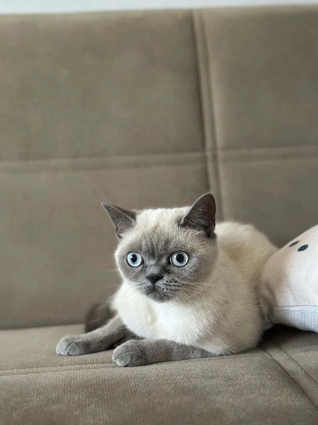 dişi british shorthair