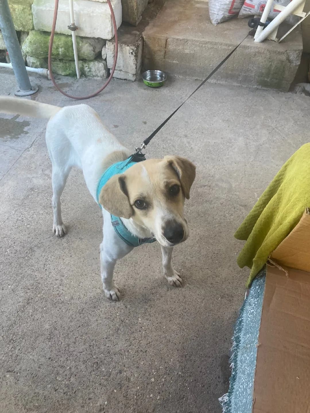 Leon sevgi dolu,ömürlük yuvasını arıyor 🐾