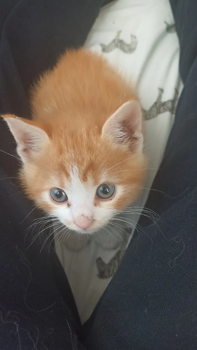 Yavru kedi Sahiplendirme