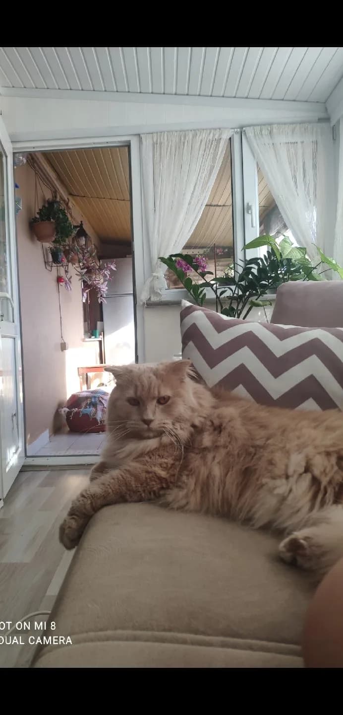 Onu cok sevicek bir yuva ariyorum