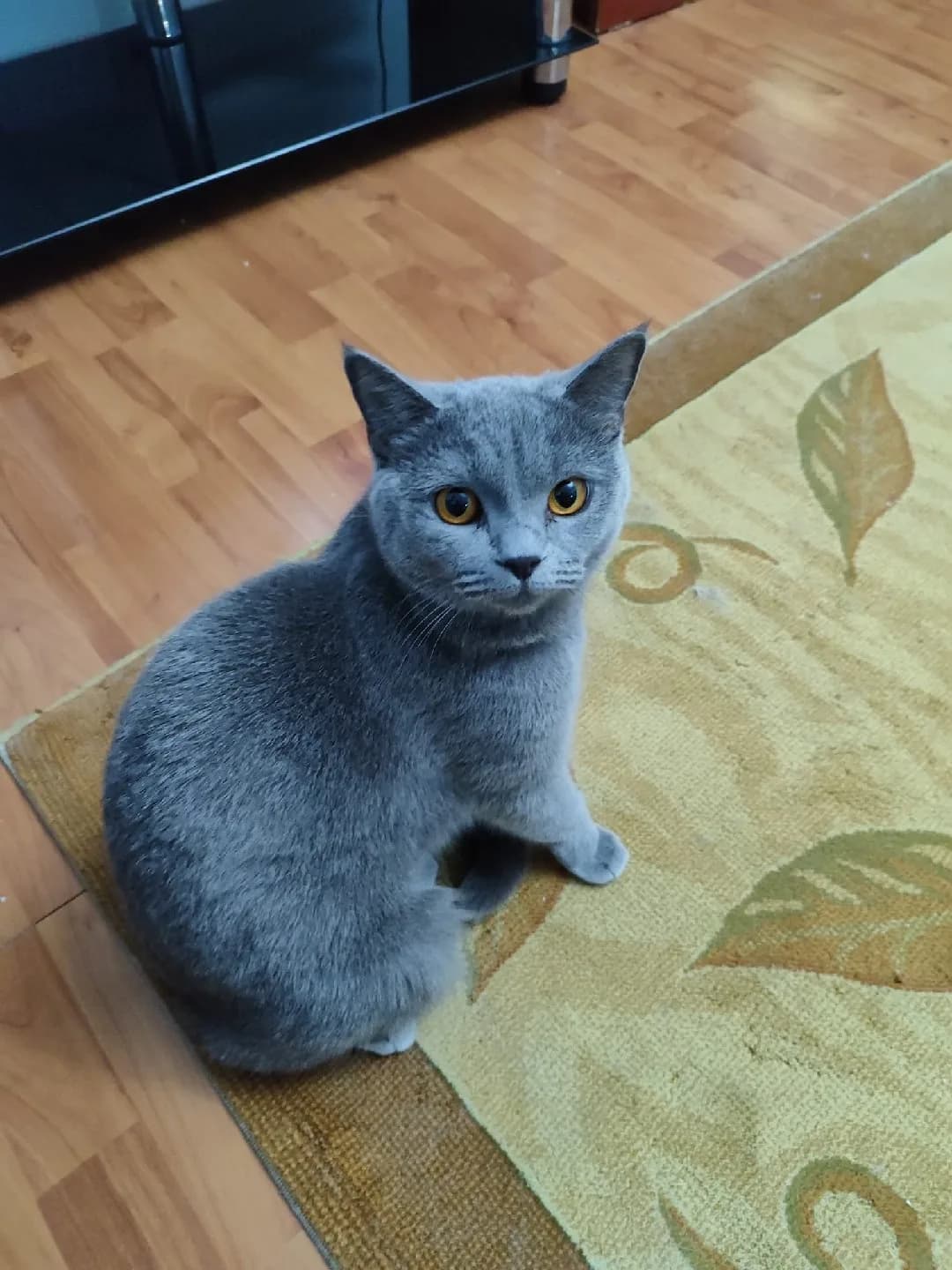 biritish shorthair