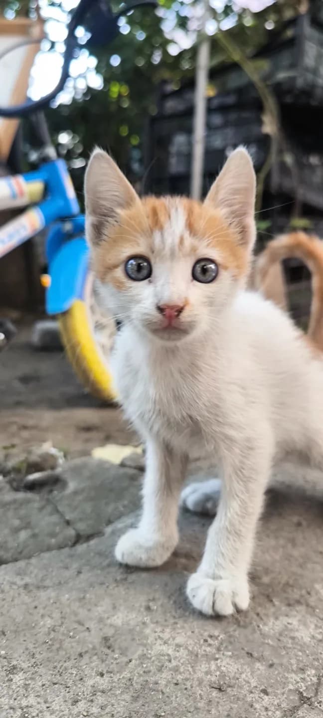 minik dost yuva arıyor