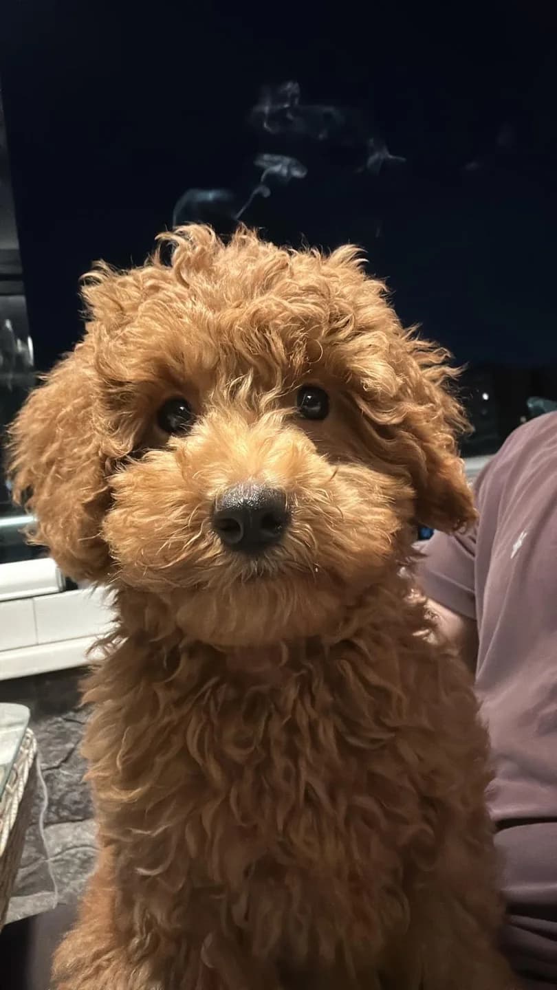 Poodle cinsi dostumuza yuva arıyoruz
