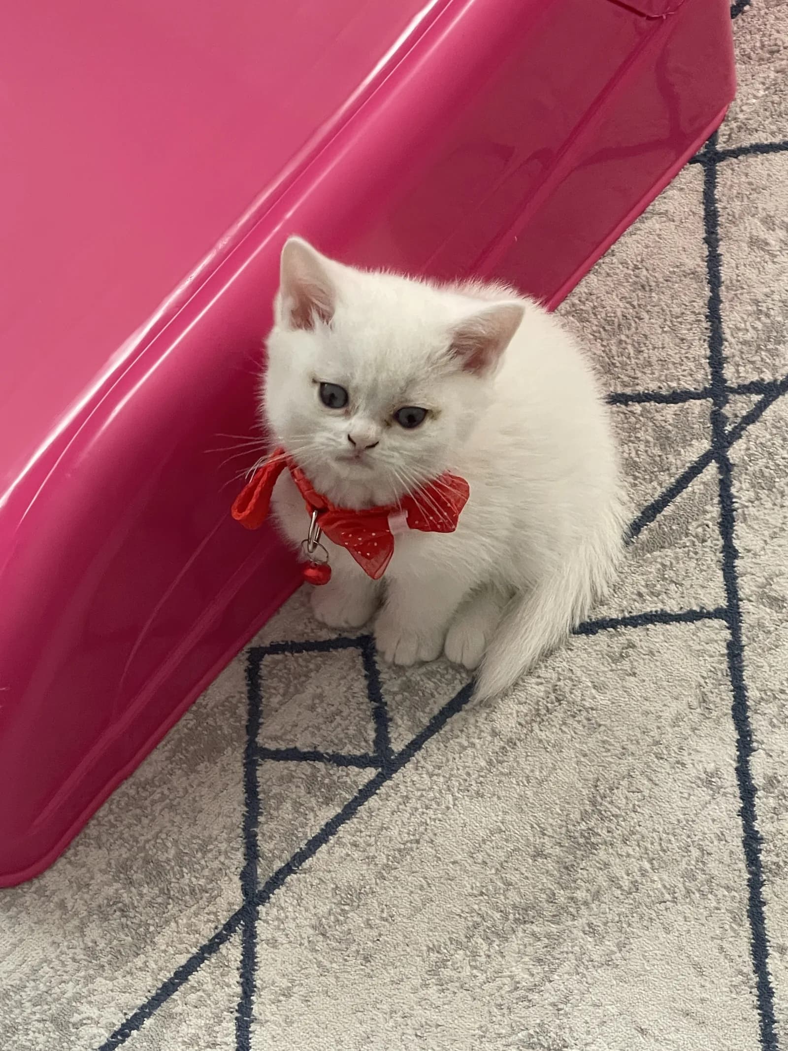 2 aylık brtish tüm eşyaları dahil