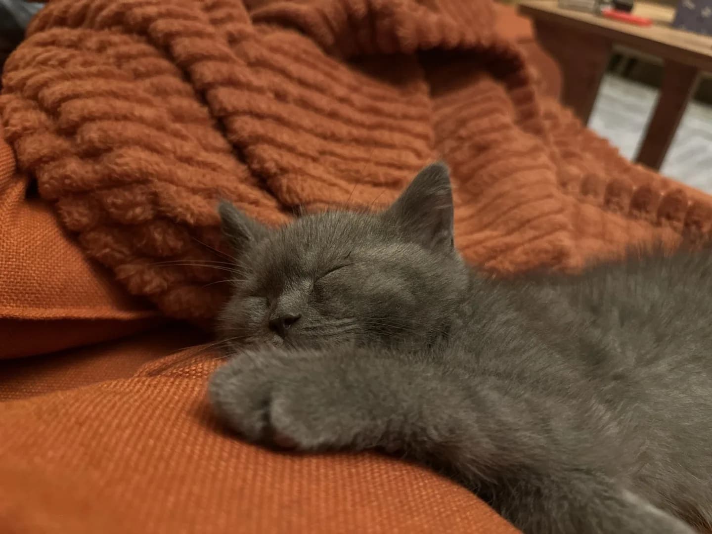 Sevgi dolu yuva arıyorum