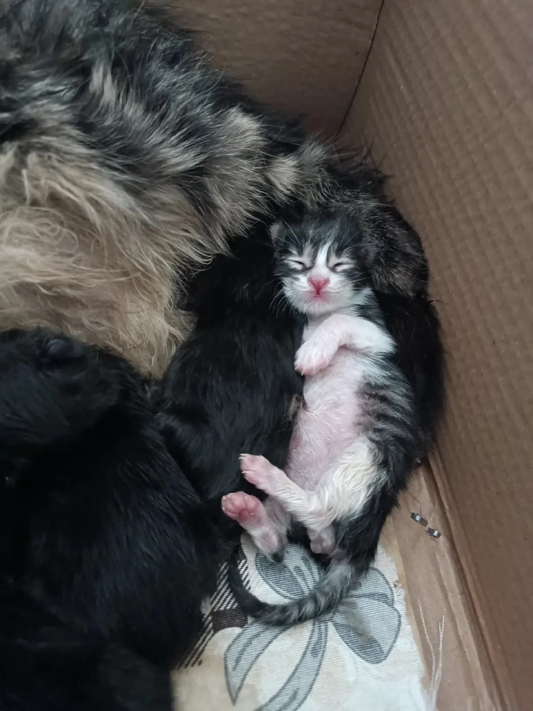 anneyle beraber 4 yavru 💚