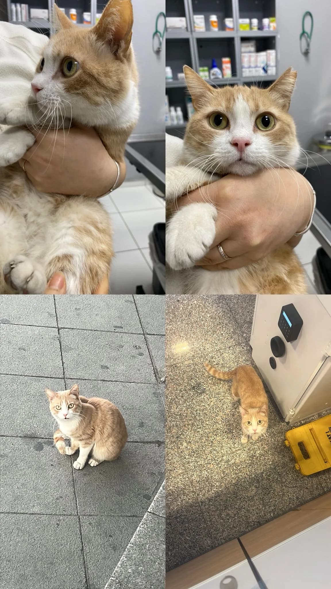 3 PATİLİ MUCİZEYE ACİL YUVA