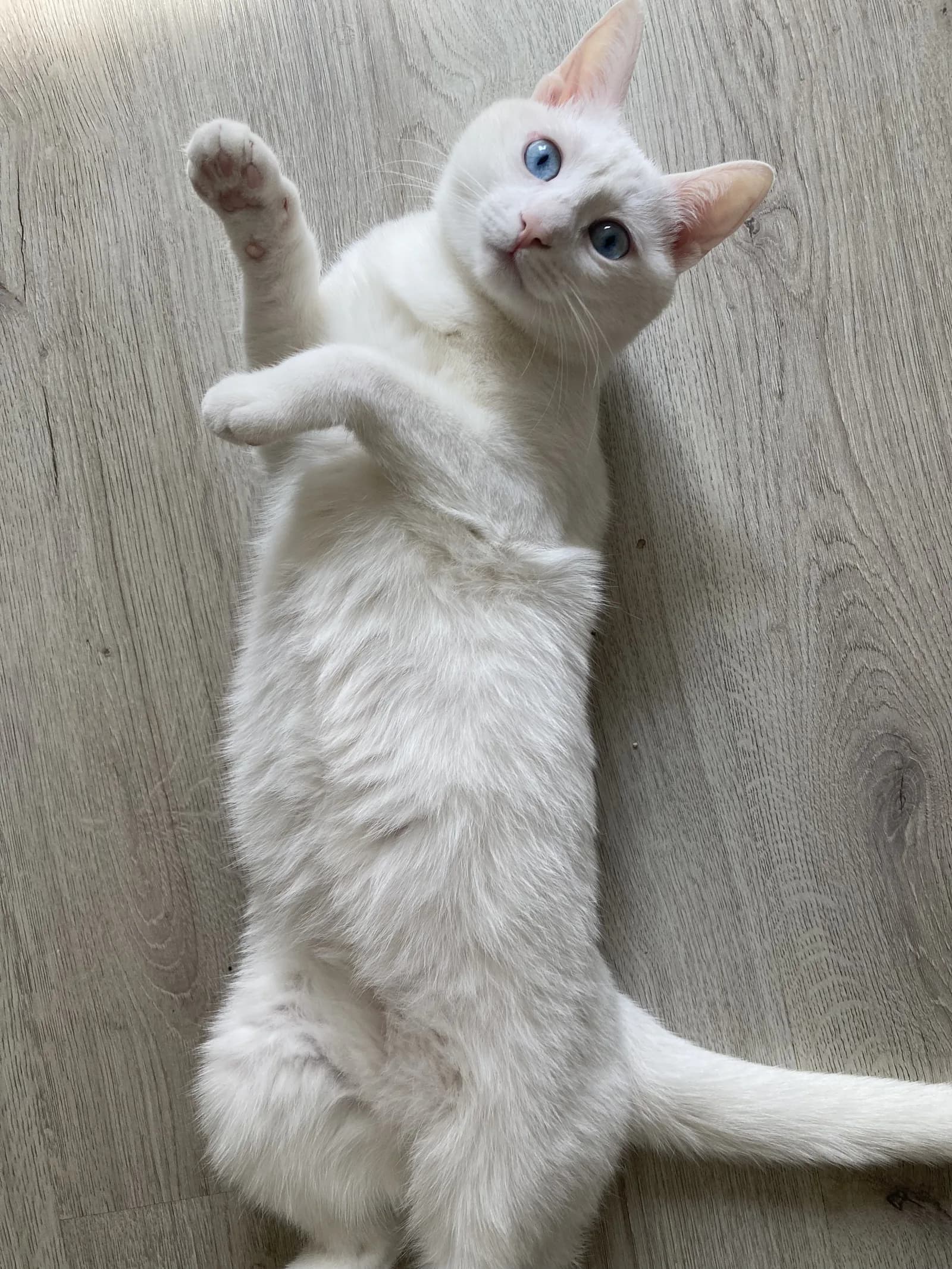 Rakı acil samimi bir ev arıyor