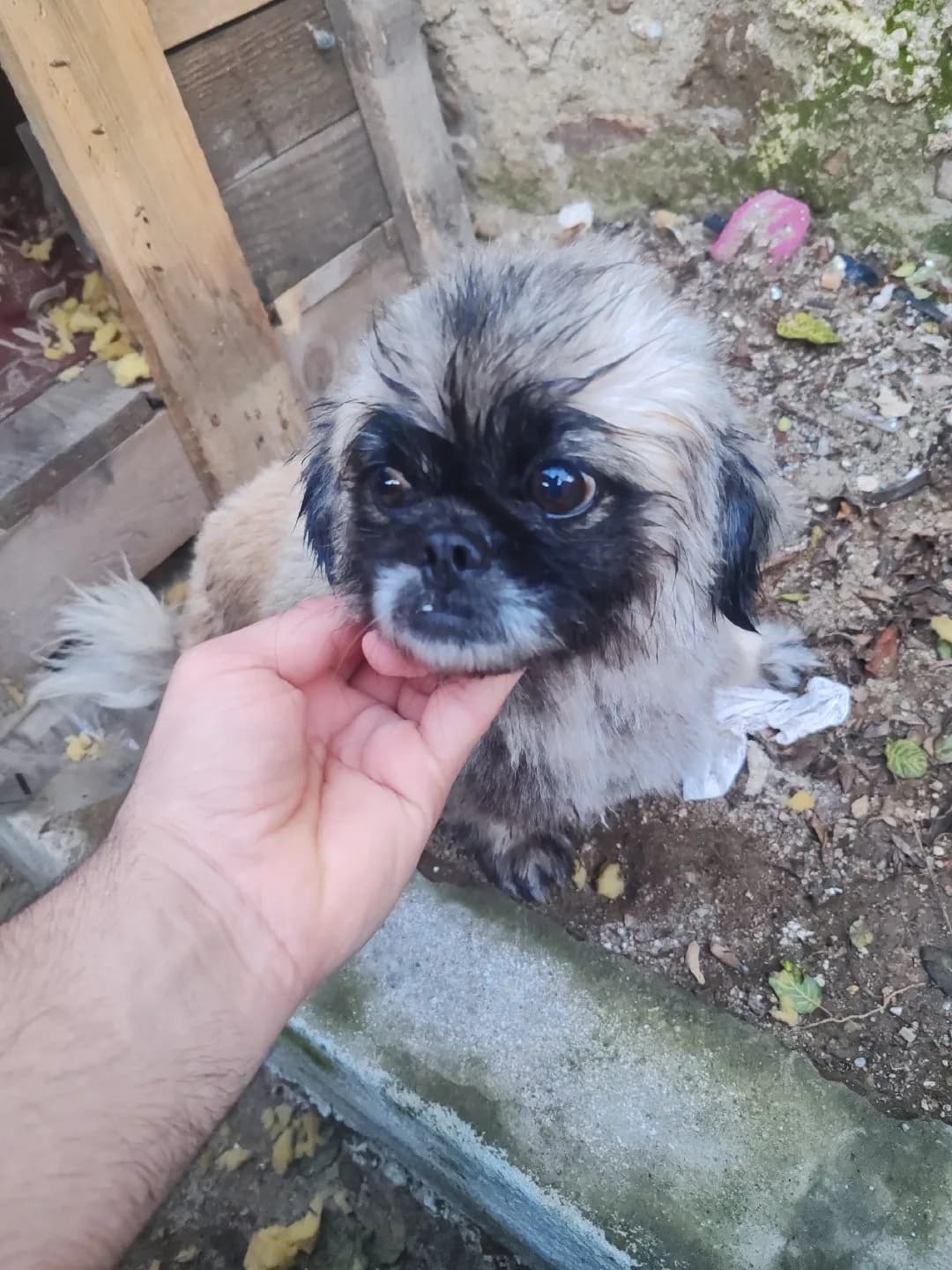 pekinez köpek