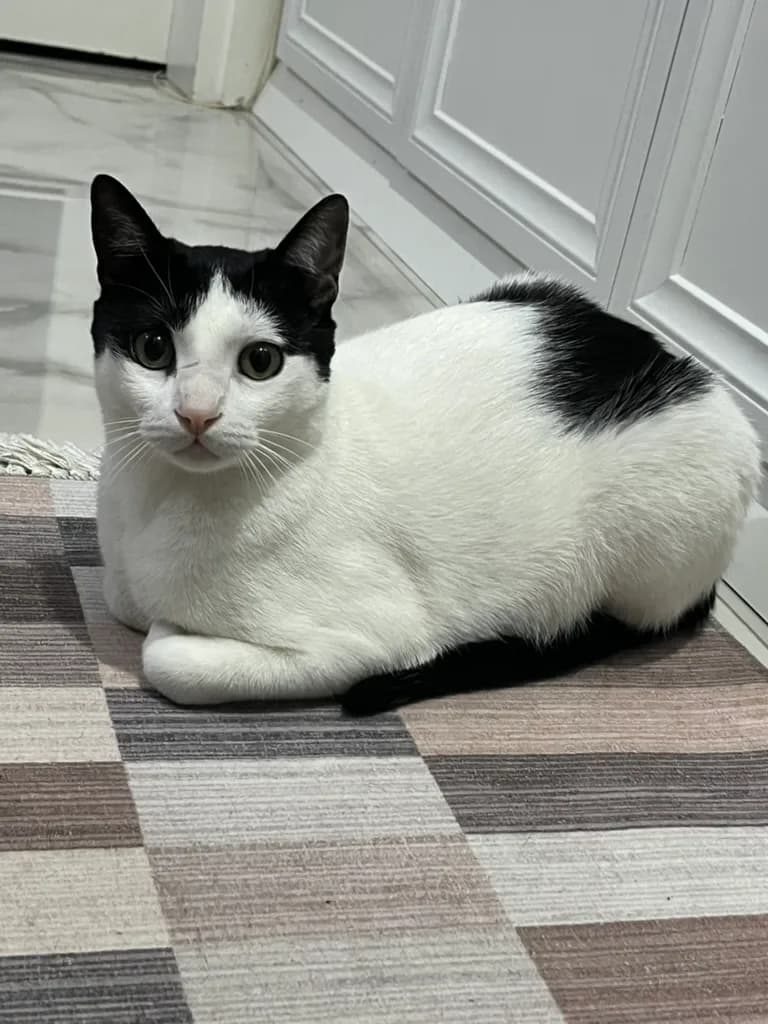 1.5yaşında kısır smokin kedi