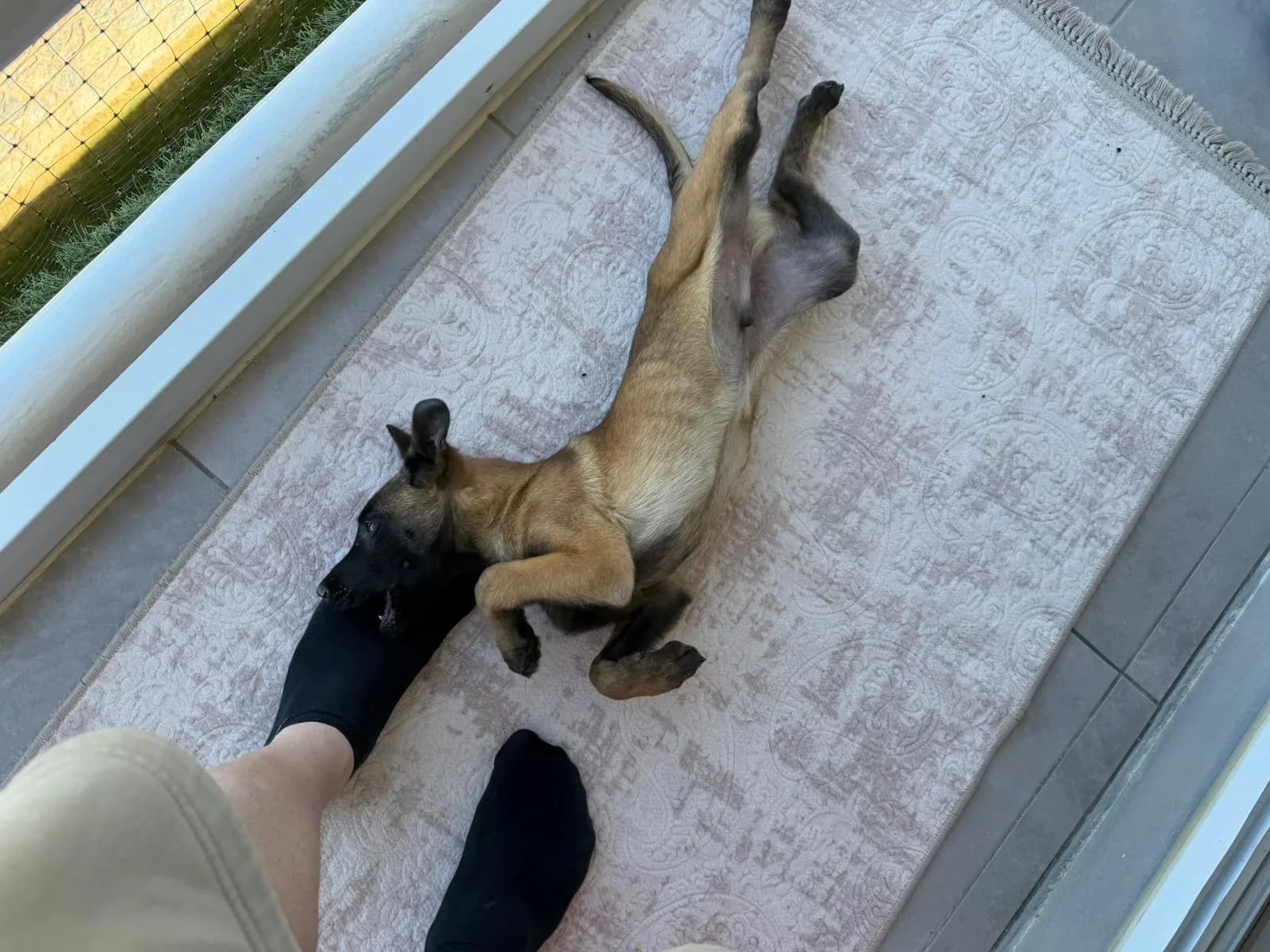 Scrli Safkan Şampiyona Köpeği 3 Aylık Malinois Pad Eğitimli Aşıları Tam