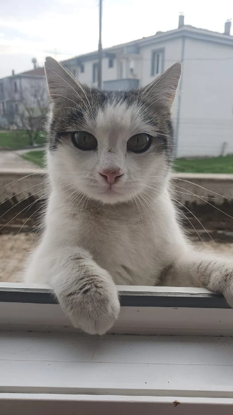 Bursa İnegöl Alanyurt Mahallesinde kısır dişi cana yakın ve tatlı kedi