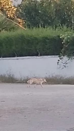 Ücretsiz Fino Erkek Köpek