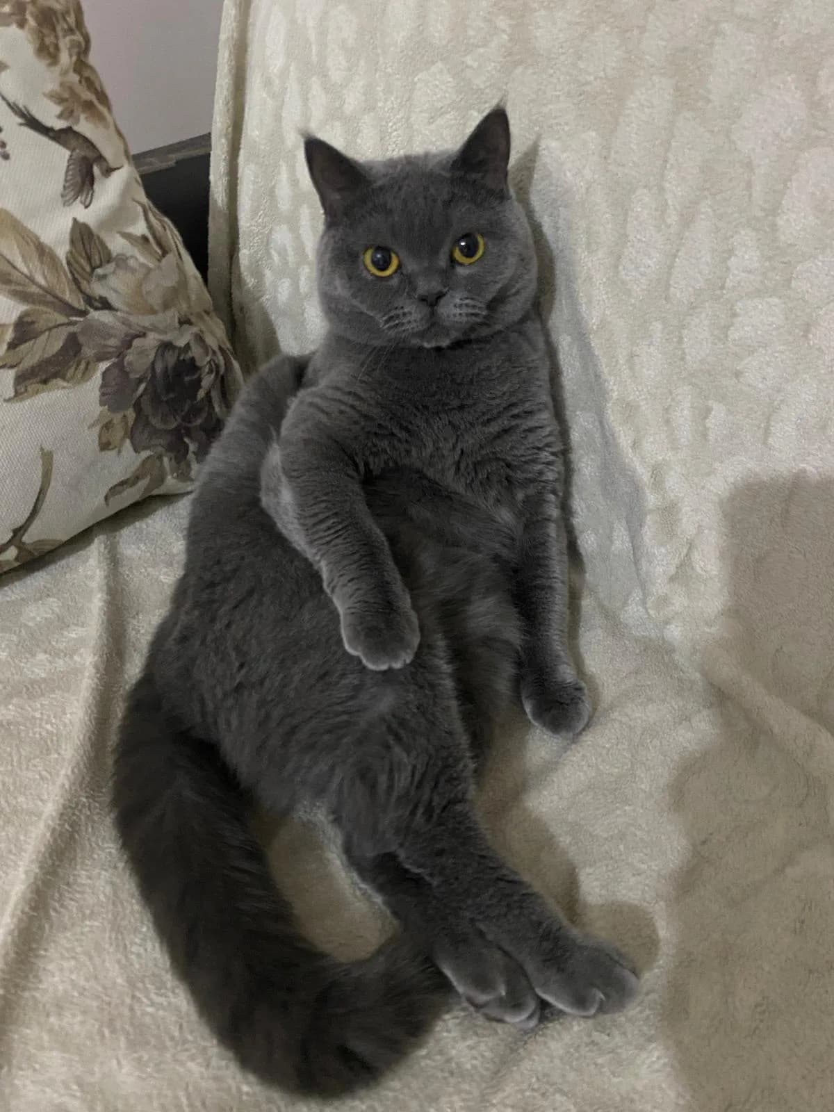 Çok sevecen British short hair kedime yuva arıyoruz