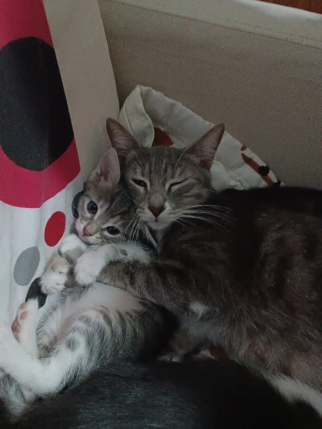 Bebişim yuva arıyor