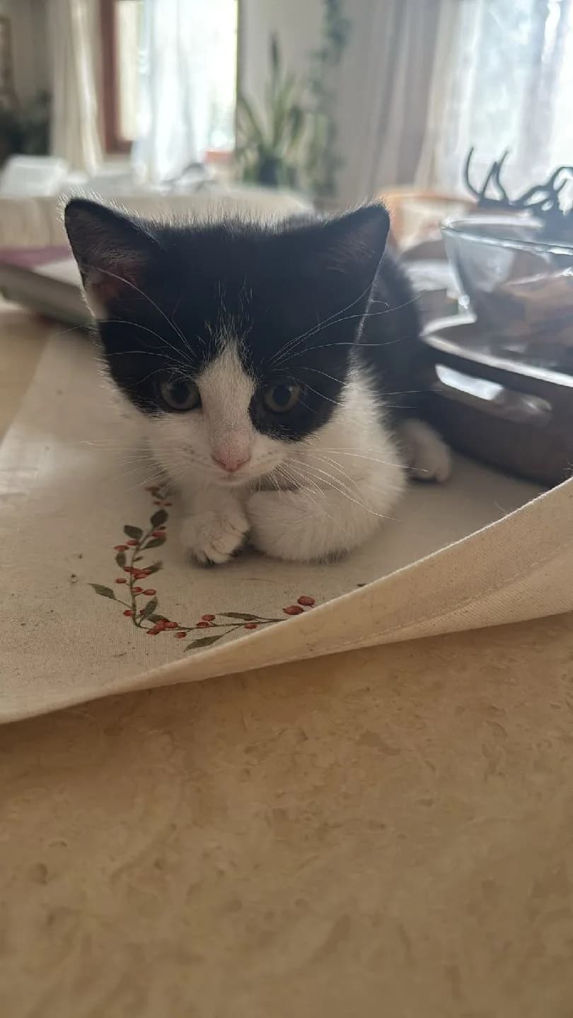 Bebişe yuva arıyoruz