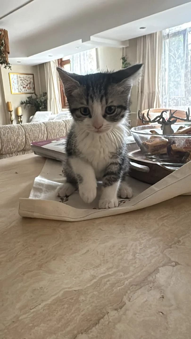 Bebeklerimiz için yuva arıyoruz