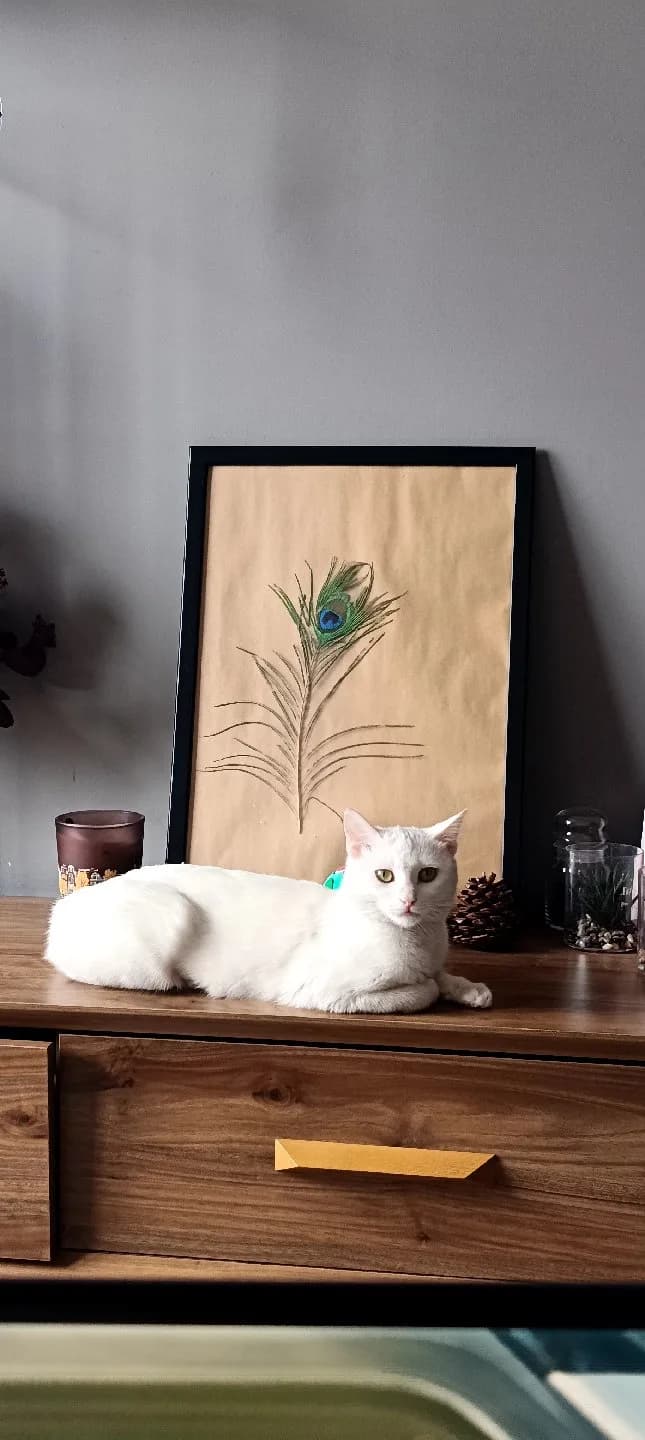 Yavru Dişi Beyaz Kedi