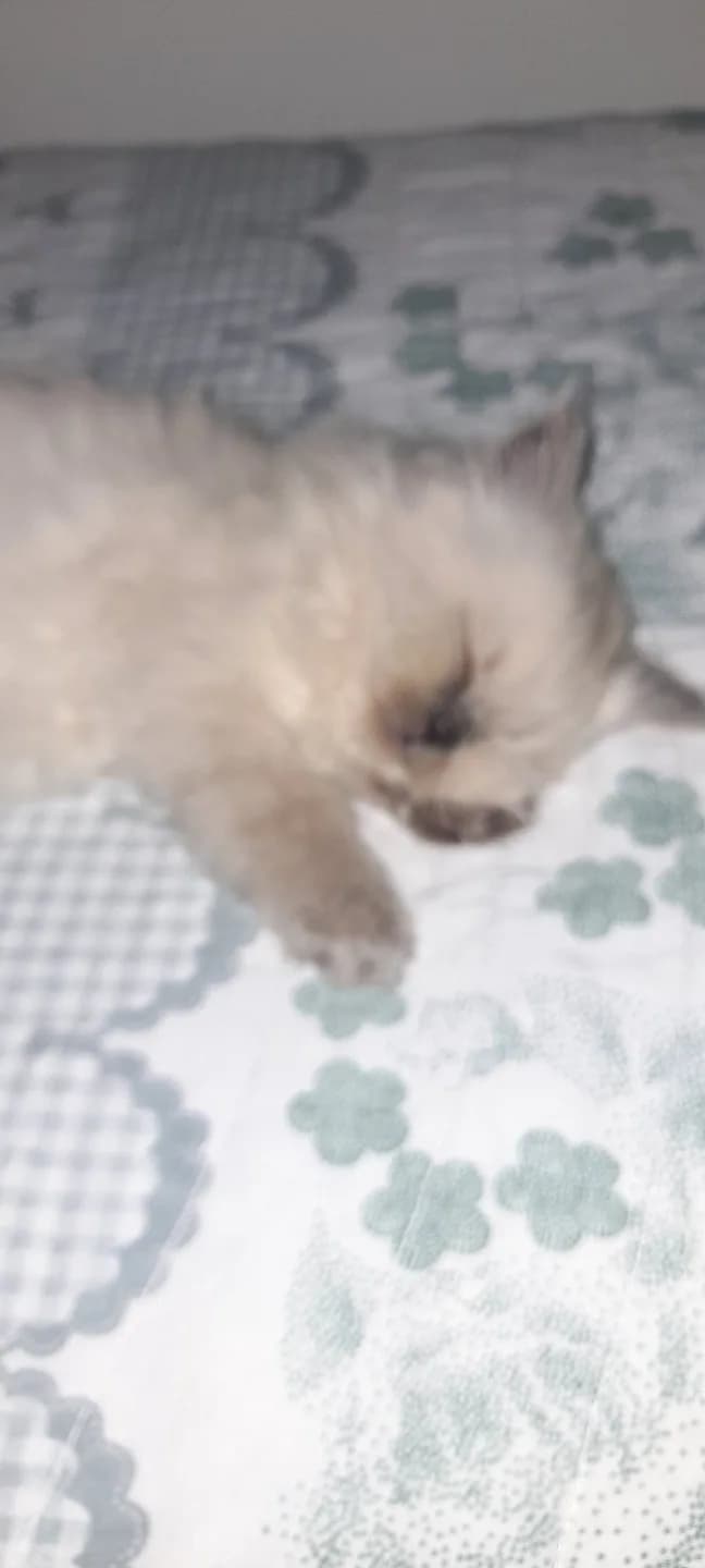 Boncuk siyam yavrularım