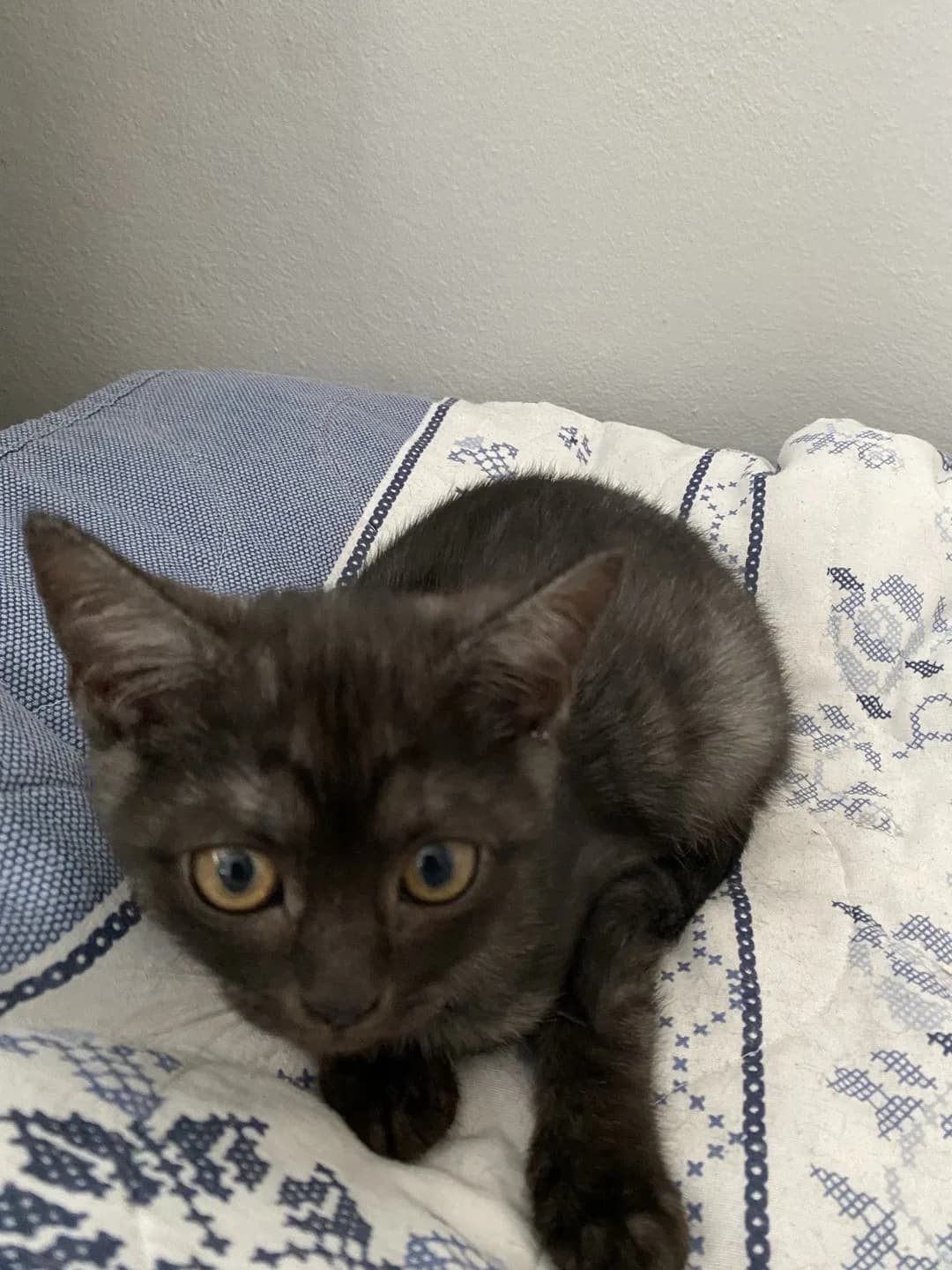 acıl yuva arıyorum