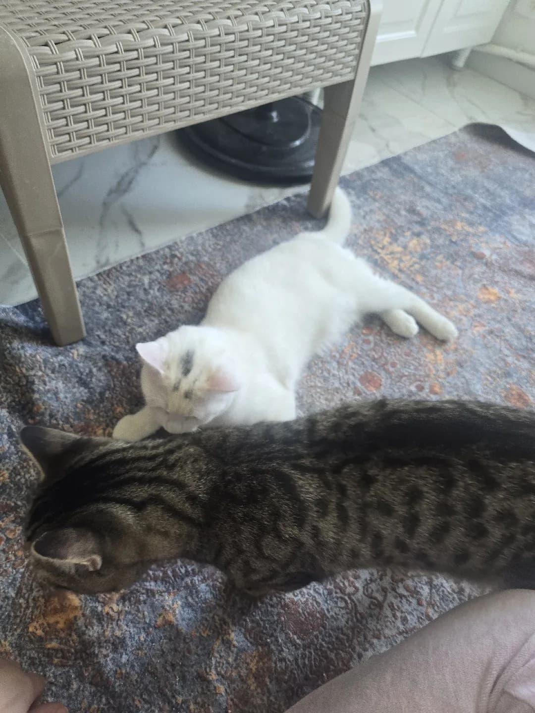 2 erkek kardeşe yuva