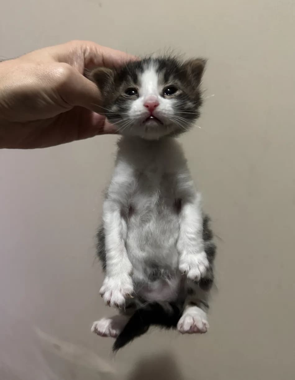 4 Küçük Yavru - ACİL