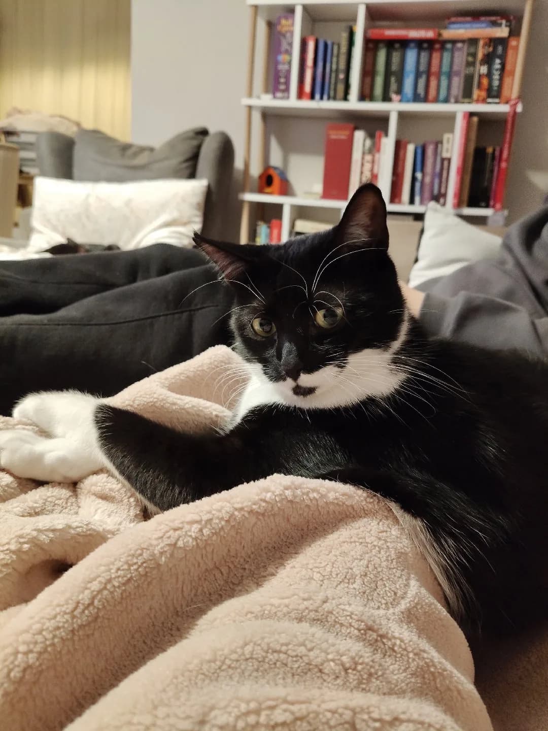 Sakin, Uysal, Kısır