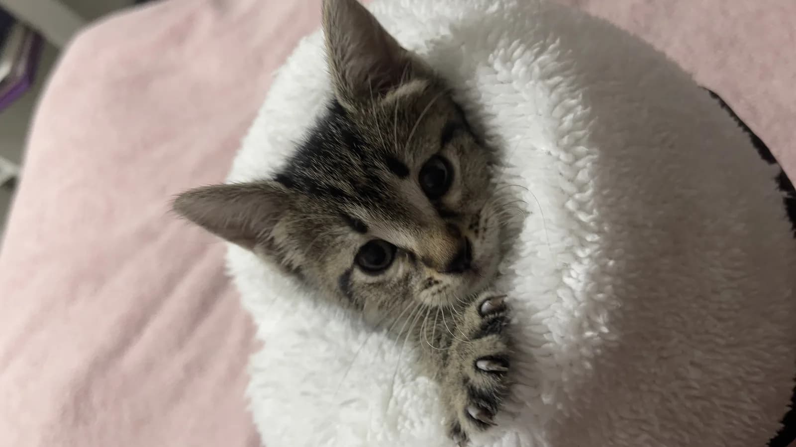 Terkedilmiş kış günü sokakta yalnız yaşam mücadelesi veren, tuvalet eğitinli şirin yavru