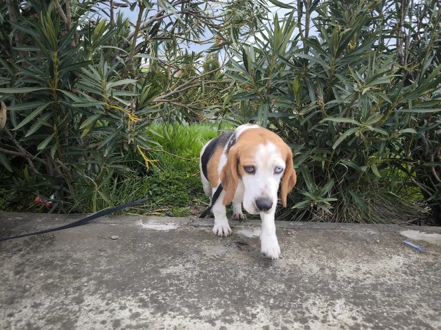 2,5 Yaşında Dişi Beagle