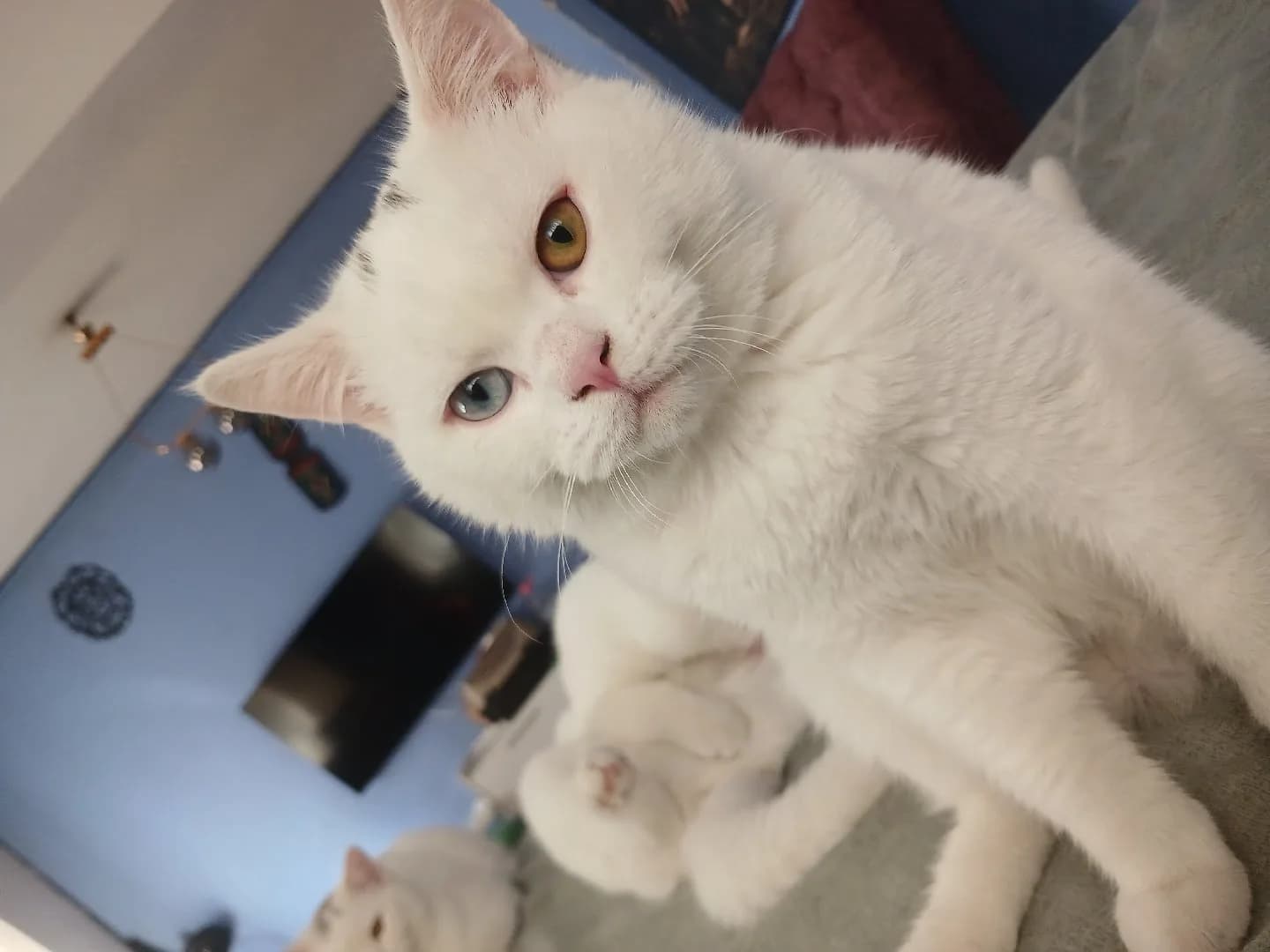 1 yaşında, erkek ve kısırlaştırılmış.Aşırı uysal, insan canlısı ve sevgi dolu.