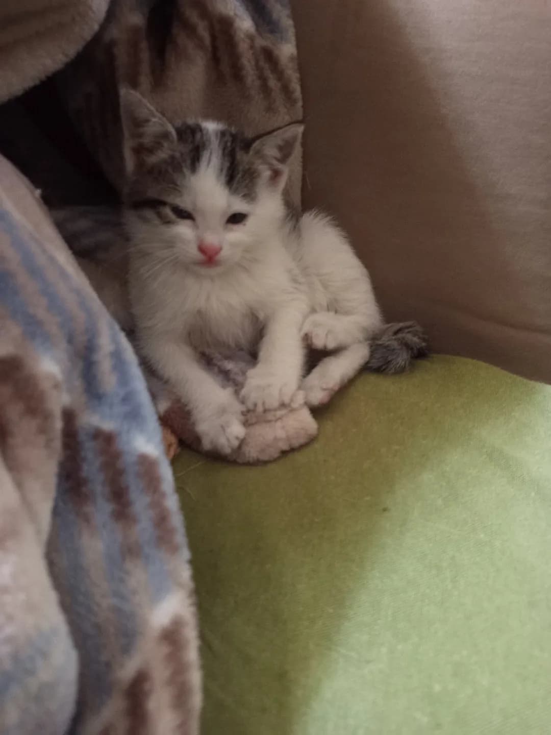 pamuk gibi bir yavru kedi