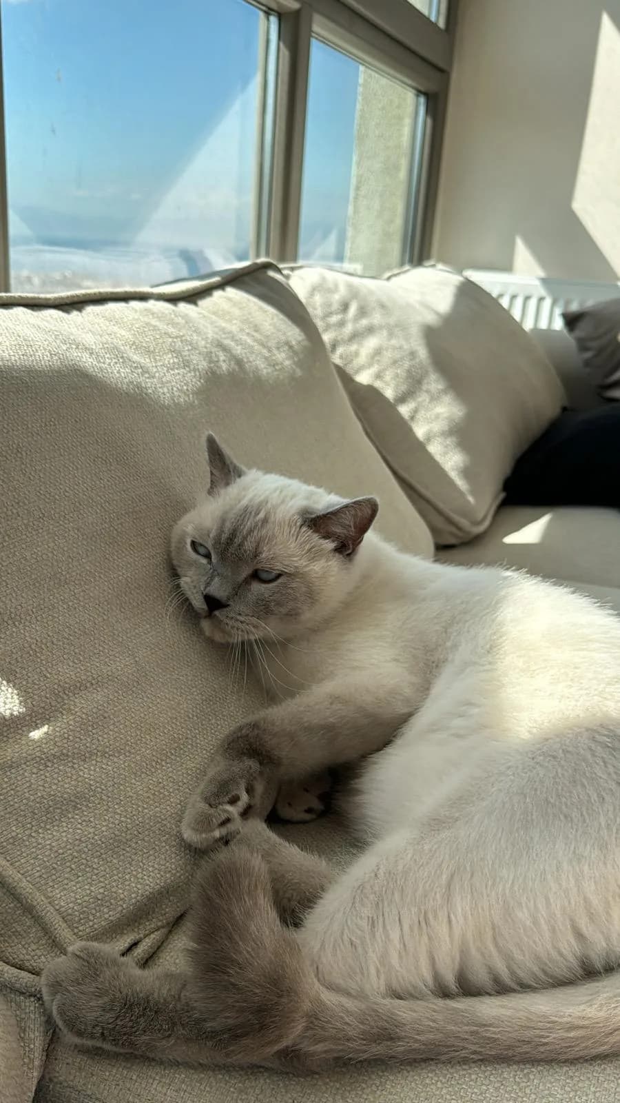 KUCAK KEDİSİ İCE YUVA ARIYOR 🩵